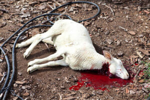 The primary importance of slaughtering animals in Judaism